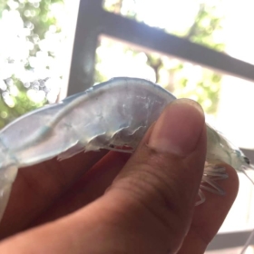 Tôm bị nhiễm bào tử trùng (EHP) - Giải pháp giảm thiệt hại